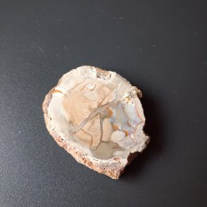 Legno fossile cm 5