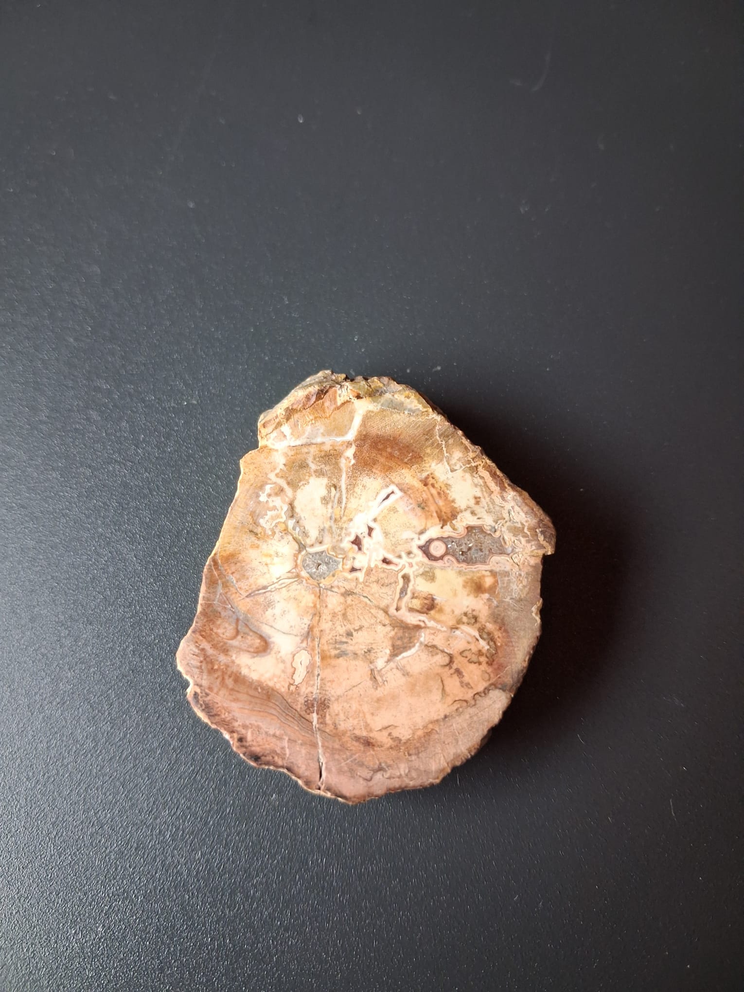 Legno fossile cm 4,5