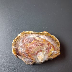 Legno fossile cm 4,5