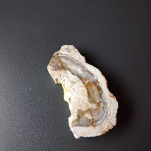 Legno fossile cm 5