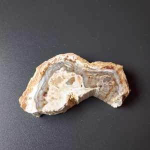 Legno fossile cm 6