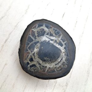 Septaria cm 4,5