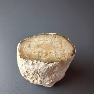 Legno fossile cm 4,5 x 5,5