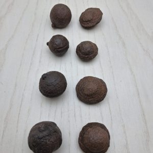 coppia di Moqui